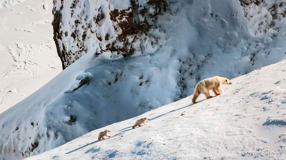Как женщина выжила в Арктике среди 4 мужчин и стала героиней легенды