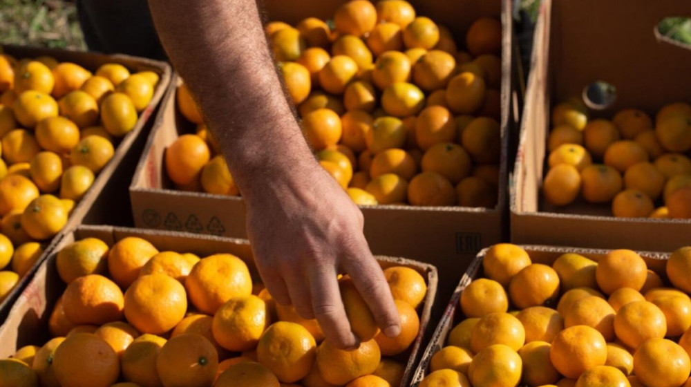 Мандариновое безумие на границе России и Абхазии чем удивляют местные цены