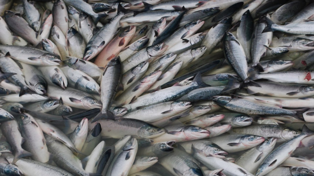 Рыбаки на Чукотке раскрыли правду о выбросах красной рыбы и мир удивлен